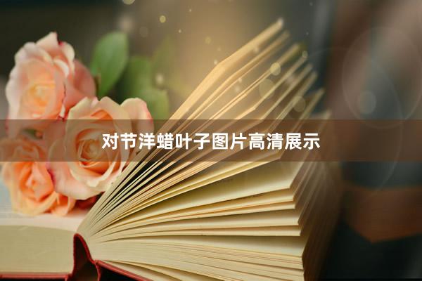 对节洋蜡叶子图片高清展示
